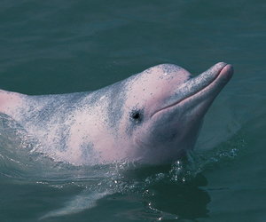 Iconic Pink Dolphin to Disappear - Gansbaai Daily News
